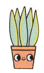 Eva's sansevieria pacth Eva's sansevieria pacth